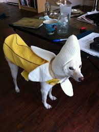 Lorem Ipsum Photo Cute Dog Clothes Banana Costume Cute Animals