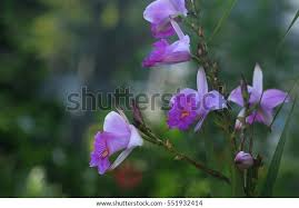 Image result for Platostoma coeruleum