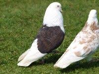 Iran Guvercinleri Iranian High Flyer Pigeon Guvercin Alim Satim Sitesi Hayvanlar Guzel Kuslar Kus