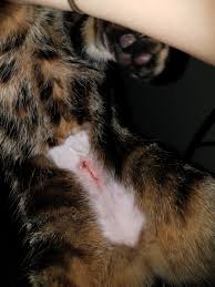 Your cat likely will be sore around her incision, so be gentle when handling her for the first few if your cat has a reduced interest in eating for more than two days after getting spayed, it is time to all my cats were fixed as kittens, and the females definitely took a their time getting around and back to. Is My Cats Spay Incision Site Infected Thecatsite