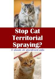 How to get a male cat to stop spraying. 18 Ravishing Can A Cat Stop Spraying Cat Spray Male Cat Spraying Cats