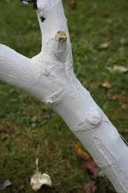 Im Herbst Sollte Man Die Stamme Der Obstbaume Kalken Weissen Als Schutz Vor Sonne Und Aufplatzen Fur Gesunde Baume Und Beste Garten Rosen Pflanzen Gartentipps