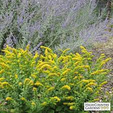 Golden Fleece Goldenrod Solidago High Country Gardens Autumn Garden Perennial Plants
