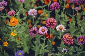 Check spelling or type a new query. Safe Plants For Cats And Dogs