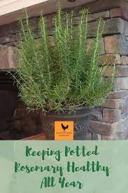 Pin On Gardening Tips Tricks