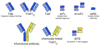 List Of Therapeutic Monoclonal Antibodies Wikipedia