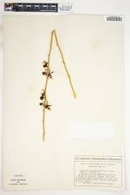 Image result for Ritchiea capparoides