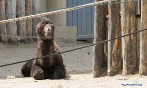 Children below six years are not. Five Day Old Bactrian Camel Baby Seen At Budapest Zoo In Hungary Global Times