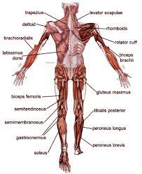 If you're looking for a speedy way to learn muscle anatomy, look no further than our anatomy crash courses. Muscle Diagrams Of Major Muscles Exercised In Weight Training Motleyhealth Human Muscular System Muscle Diagram Muscle Anatomy