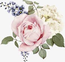 Millions Of Png Images Backgrounds And Vectors For Free Download Pngtree Vector Flowers Watercolor Rose Hand Painted Flowers