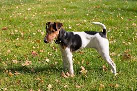 The coat is short and smooth, perfect for caressing. Foxterrier Glatthaar Hunde Informationen Zu Den Bienenarten Omlet