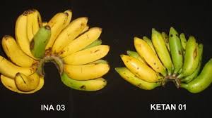 Maybe you would like to learn more about one of these? Mengenal Pisang Ina 03 Pisang Hibrida Pertama Di Indonesia