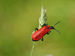Meinen schnittlauch fliegen rote käfer an (sie sind etwa einen halben zentimeter groß) und legen ihre eier an die halme. Roter Kafer Foto Bild Tiere Wildlife Insekten Bilder Auf Fotocommunity