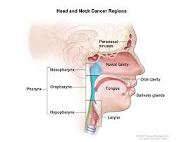 It anchors muscles of the tongue and throat and holds open the larynx of the respiratory tract. Head And Neck Cancers National Cancer Institute