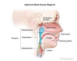 In radiology, the 'head and neck' refers to all the anatomical structures in this region excluding the central nervous system, that is, the brain and spinal cord and their associated vascular structures and. Head And Neck Cancers National Cancer Institute
