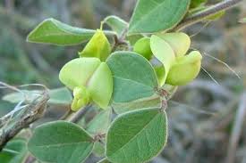 Image result for Macrotyloma daltonii