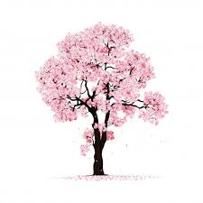 As a cherry on top of the cake. Blossoming Pink Sakura Tree Isolated In 2020 Sakura Tree Tree Drawing Sakura
