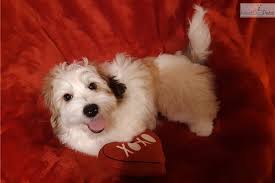 Find havanese puppies for sale and dogs for adoption. Red White Havanese Havanese Puppy For Sale Near Cincinnati Ohio 233dfdc6 05e1