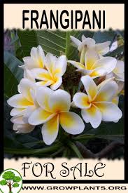 Frangipani For Sale Frangipani Plants Growing Plants