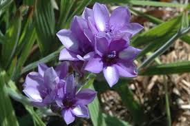 Image result for Babiana