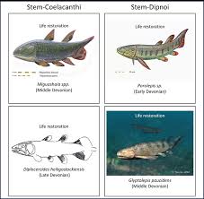 Image result for Sarcophrynium