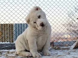 Central Asian Shepard Dog Alabai Zvierata Domaci Milacikovia