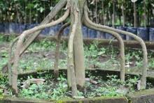 Ambil tanah kompos kemudian campur dengan tanah bakar. Cara Pembuatan Sambung Sisip Kaki Ganda Untuk Tanaman Dwisangpetani