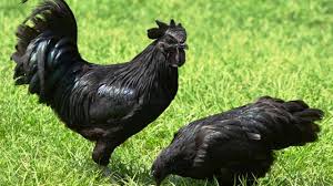Harga Ayam Cemani Terbaru Januari 2021 Hargabulanini Com