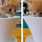Painting with Kitties