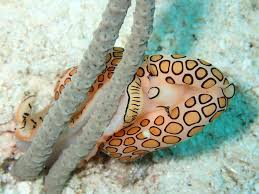 Image result for Elaphoglossum tanganjicense