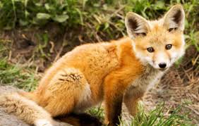 The department provides a variety of…. Last Day To Pen Your Concerns About Fox Penning Rules Public News Service