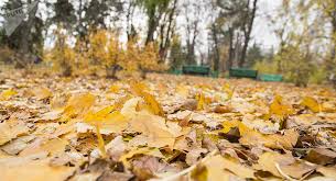 Arhiva meteo la staţia meteorologică ( 15 km, +18.7 °c+66 °f ). Vreme Mai CaldÄƒ In Ultimele Zile Din Octombrie La Tulcea Cum Va Fi Vremea In Noiembrie Ora De Tulcea