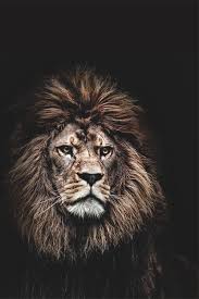 Rise And Rise Again Until Lambs Become Lions Meaning Rise And Rise Again Until Lambs Become Lions Store Katte Kattedyr Vilde Dyr