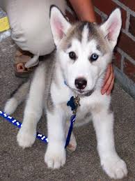 Lovely Pets Siberian Husky Puppies Gallery Husky Puppy Cute Puppies And Kittens Siberian Husky Puppies