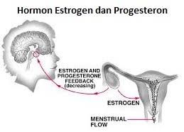 Pengertian Fungsi Perbedaan Hormon Estrogen Dan Progesteron