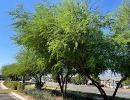 Image result for Acacia farnesiana