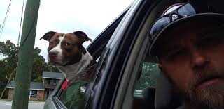 my boy has these lumps. I keep thinking it will go away but then gets  worse. he's had them over a month, ive not changed anything in the house or  food. I