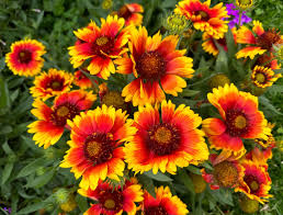 Image result for Gerbera