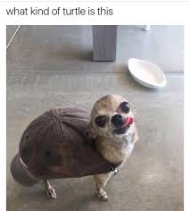 Image result for so moving turtle and dog