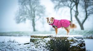 Braucht mein Hund wirklich einen Hundemantel im Winter?
