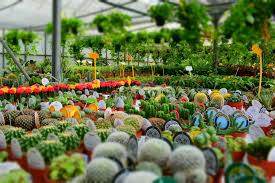 The Best Melbourne Plant Nurseries That Deliver Plant Nursery Nursery Near Me Flower Nursery