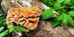 Eat the Neighborhood Foraging Tour & Dinner