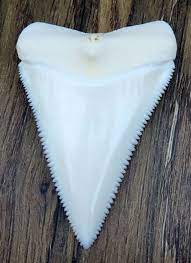 4.2 out of 5 stars 100. Ebay Sponsored 2 199 Upper Principle Nature Modern Great White Shark Tooth Teeth Great White Shark Teeth Shark Teeth Great White Shark