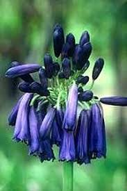 Image result for Agapanthus inapertus