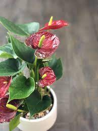 Anthurium clarinervium is a stunning foliage houseplant in the aroid family and is sure to stop you in your tracks with its dark green anthurium clarinervium is native to mexico and grows as an epiphyte. Anthuriums How To Care For This Long Blooming And Tropical Houseplant Natalie Linda