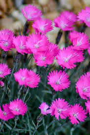 Cheddar pink 'firewitch', cliff pink 'firewitch', clove pink 'firewitch', mountain pink 'firewitch', sweet pink 'firewitch', dianthus caesius extremely versatile, dianthus gratianopolitanus is ideal for rock gardens, border fronts, rocky slopes or over stone walls. Buy Firewitch Dianthus Carnation Free Shipping 1 Gallon Size Plants For Sale From Wilson Bros Gardens Online