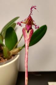 Image result for Bulbophyllum fuscum
