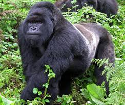 Male Silverback Gorilla Central Africa Primarily Herbivore Natural Lifespan 30 40 Yrs Mountain Gorilla Gorilla Eastern Gorilla