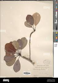 Image result for Manilkara kauki