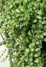 A complete lipstick plant care guide |15 best care tips. Curly Lipstick Plant Aeschynanthus Radicans Angus Celeste